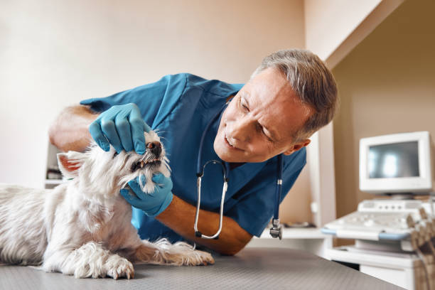 Best 24-Hour Emergency Dentist in Oak Ridge, NC